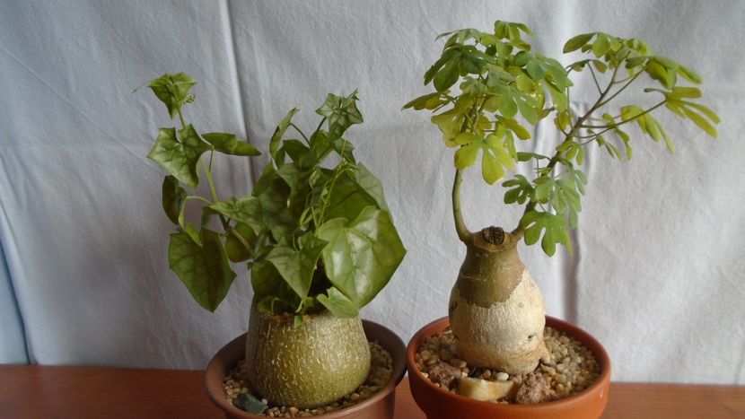 Familia plantelor caudiciforme, pachycaule si bulboase - Caudiciforme - pachycaule si bulboase 2020