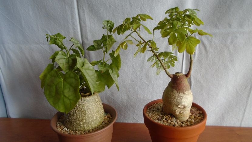 Familia plantelor caudiciforme, pachycaule si bulboase - Caudiciforme - pachycaule si bulboase 2020