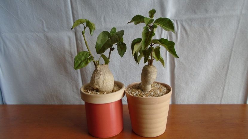 Familia plantelor caudiciforme, pachycaule si bulboase - Caudiciforme - pachycaule si bulboase 2020