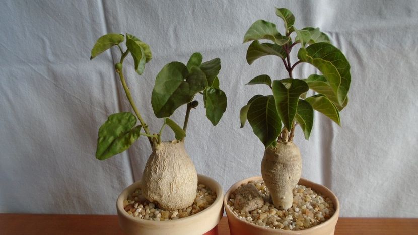 Familia plantelor caudiciforme, pachycaule si bulboase - Caudiciforme - pachycaule si bulboase 2020