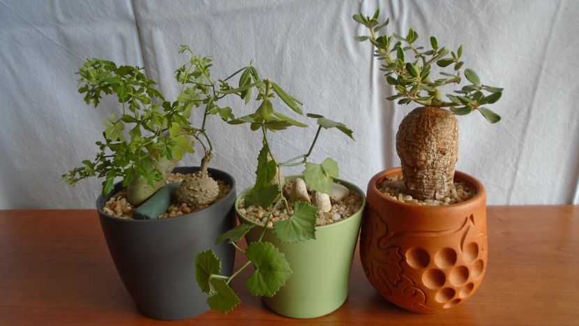 Familia plantelor caudiciforme, pachycaule si bulboase - Caudiciforme - pachycaule si bulboase 2020