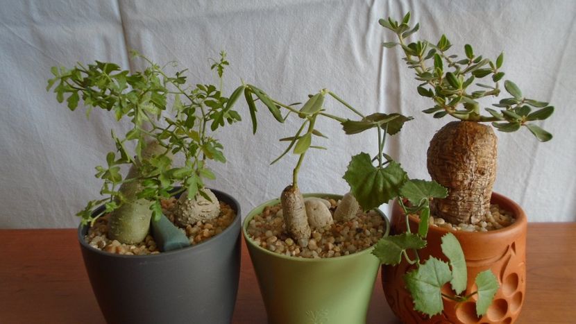 Familia plantelor caudiciforme, pachycaule si bulboase - Caudiciforme - pachycaule si bulboase 2020