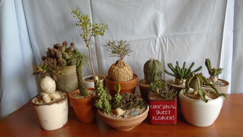 Familia Euphorbia - Caudiciforme - pachycaule si bulboase 2020