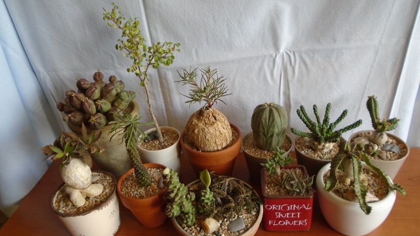 Familia Euphorbia - Caudiciforme - pachycaule si bulboase 2020