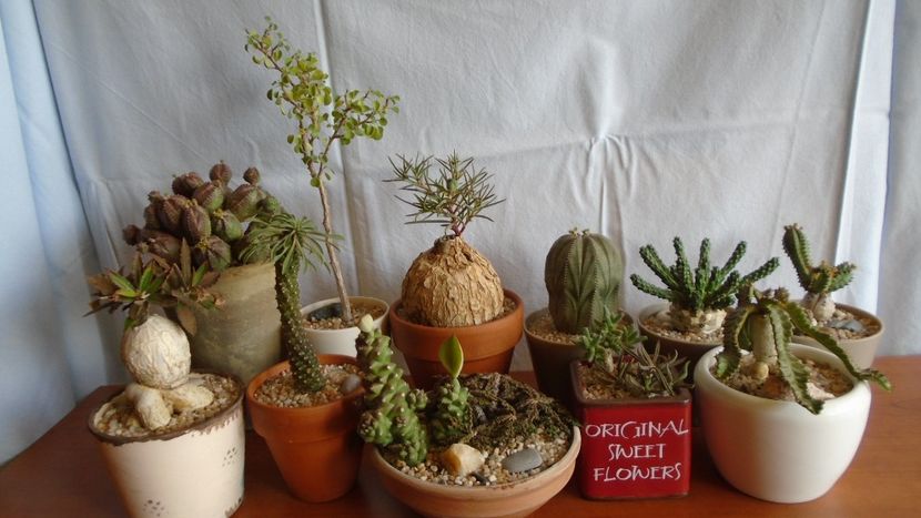 Familia Euphorbia - Caudiciforme - pachycaule si bulboase 2020