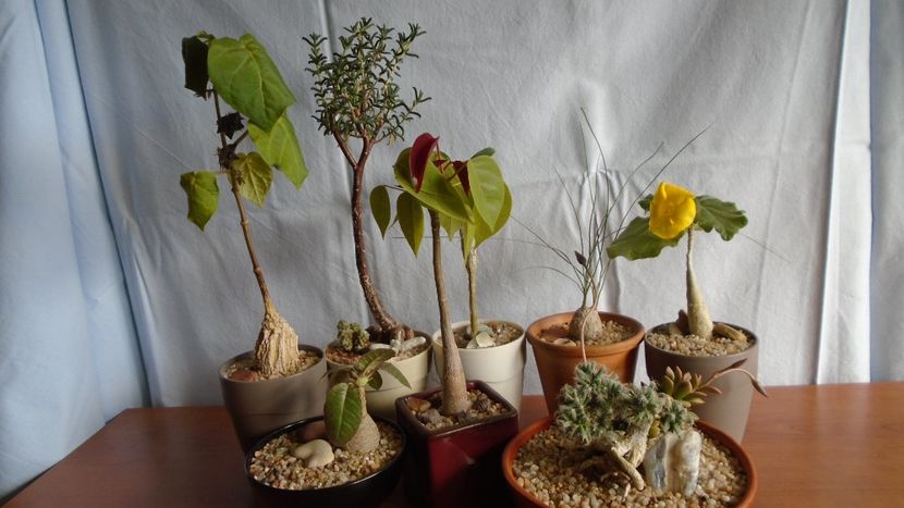 Familia plantelor caudiciforme, pachycaule si bulboase - Caudiciforme - pachycaule si bulboase 2020