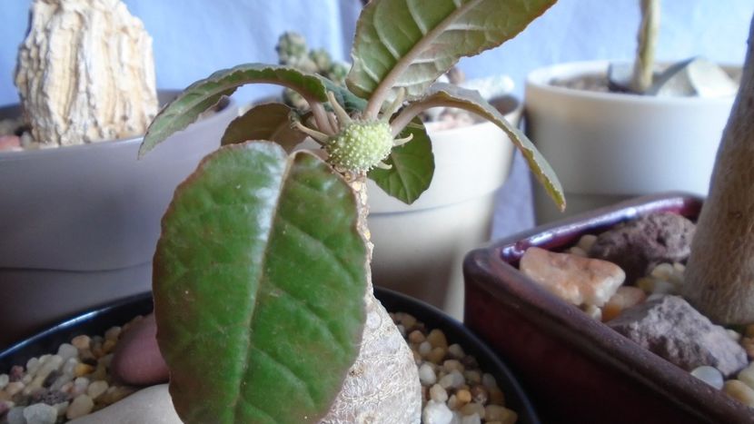 Familia plantelor caudiciforme, pachycaule si bulboase - Caudiciforme - pachycaule si bulboase 2020