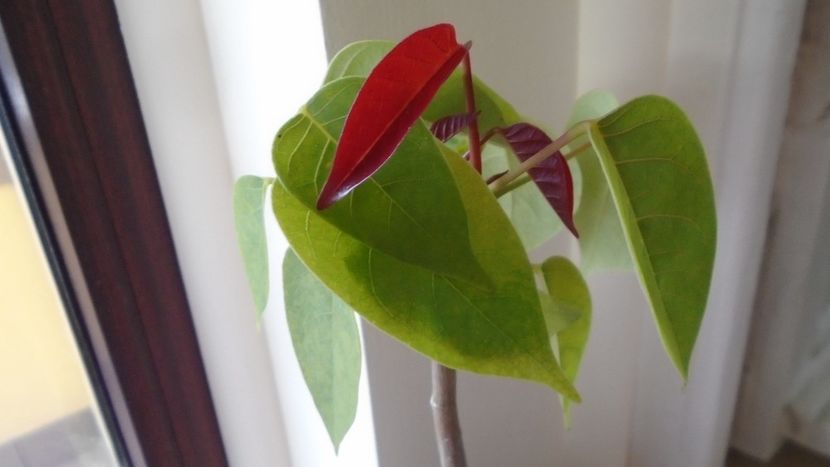 Familia plantelor caudiciforme, pachycaule si bulboase - Caudiciforme - pachycaule si bulboase 2020