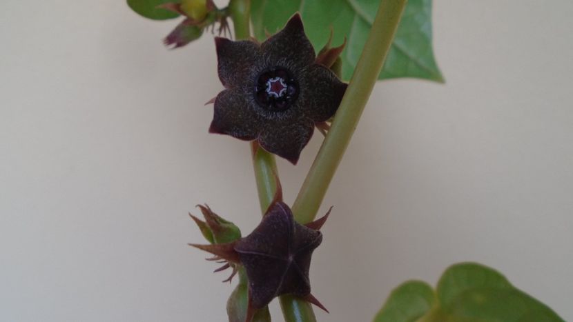 Familia plantelor caudiciforme, pachycaule si bulboase - Caudiciforme - pachycaule si bulboase 2020