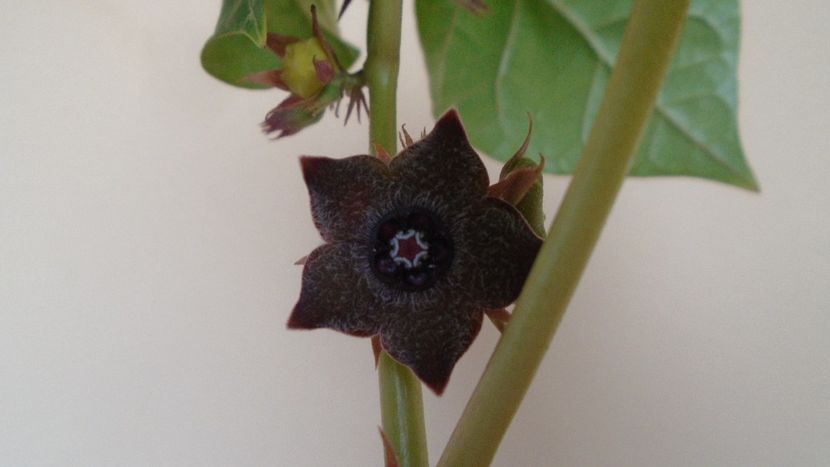 Familia plantelor caudiciforme, pachycaule si bulboase - Caudiciforme - pachycaule si bulboase 2020