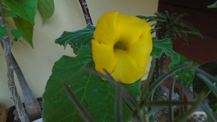 Familia plantelor caudiciforme, pachycaule si bulboase - Caudiciforme - pachycaule si bulboase 2020