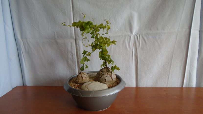 Dioscorea elephantipes - Caudiciforme - pachycaule si bulboase 2020
