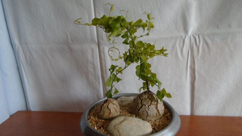 Dioscorea elephantipes - Caudiciforme - pachycaule si bulboase 2020