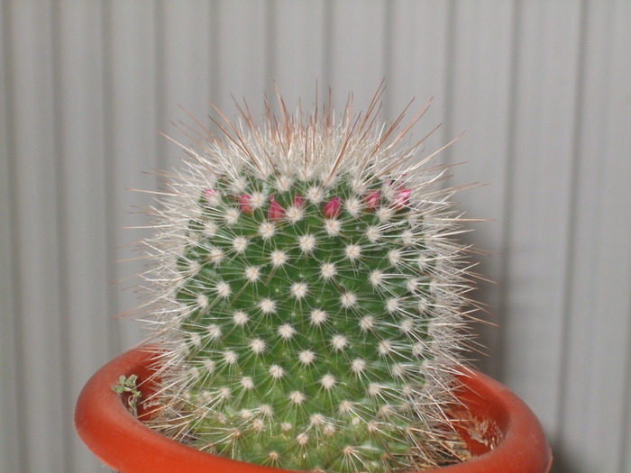 DSCF2058 - cactusi