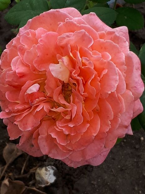  - Notre Dame du Rosaire