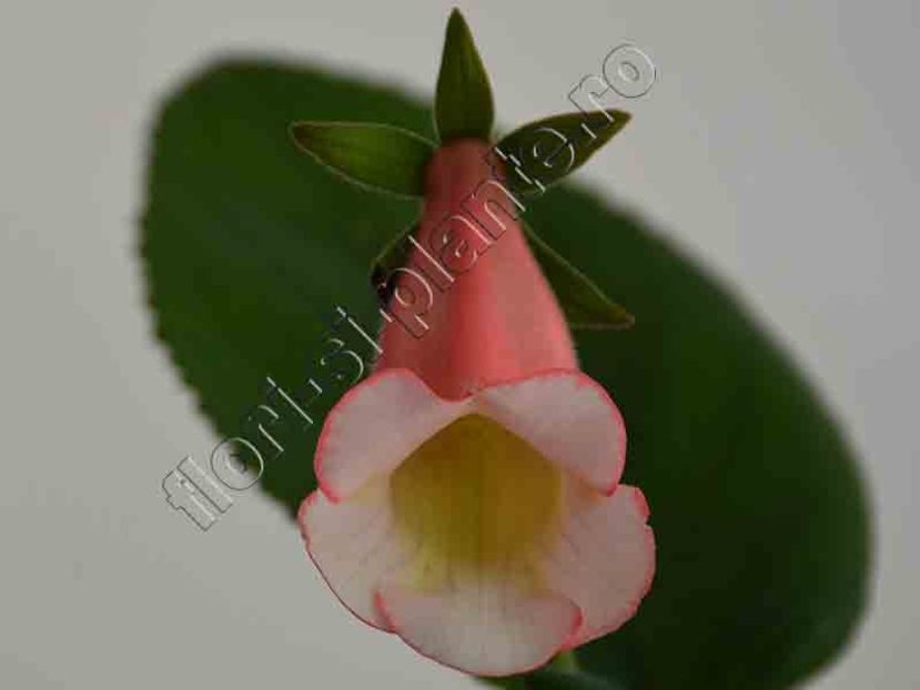 Sinningia Luci s Pink Coral - GLOXINIA-SINNINGIA _COLECTIA 2020_2024