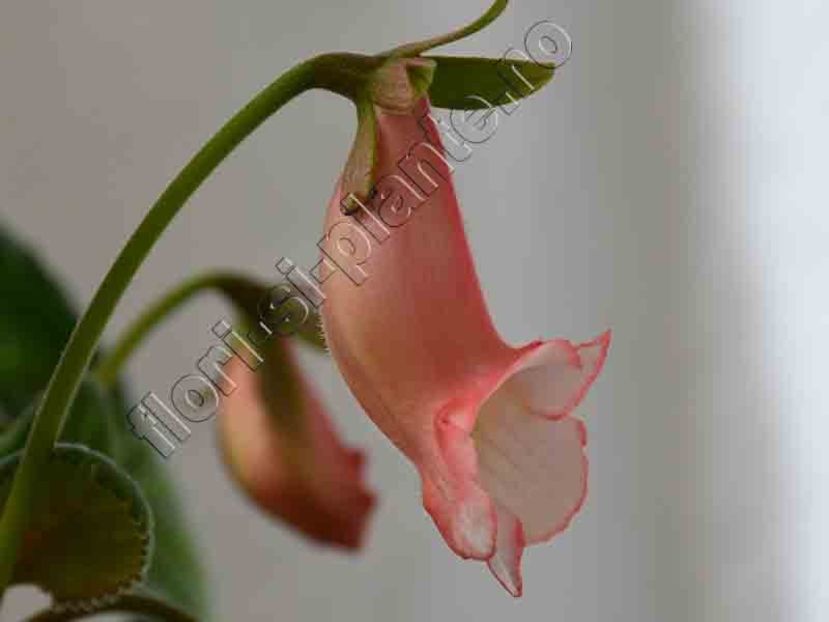 Sinningia Luci s Pink Coral - GLOXINIA-SINNINGIA _COLECTIA 2020_2024