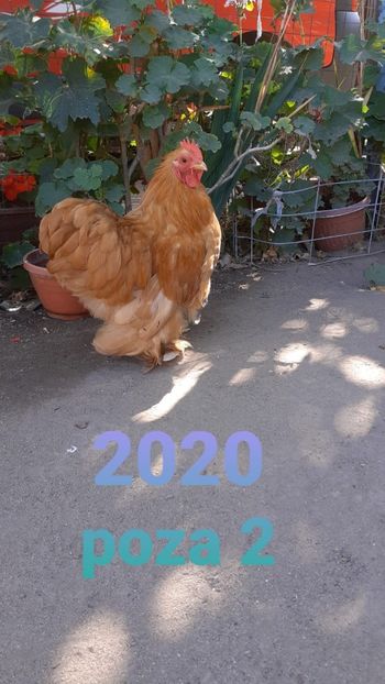 IMG-20200921-WA0015 - Conchinchina pitic