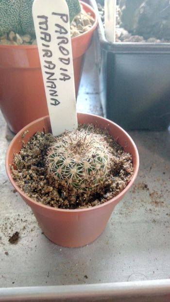 P. mairanana - Parodia