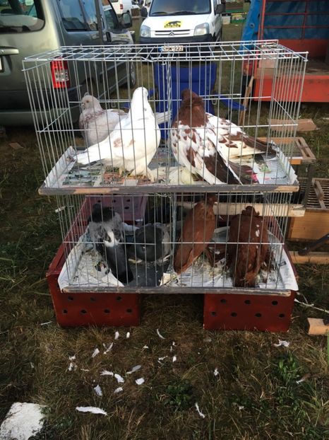 4BBC2F2E-56C1-41E4-888D-A45D07A304DC - Poze Targuri si Expozitii