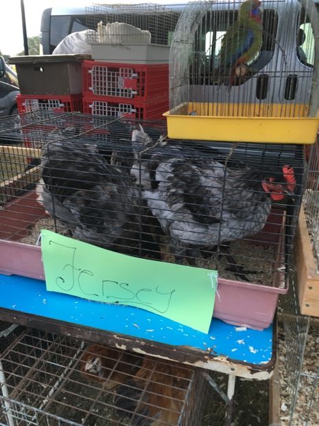 D10E53C9-F483-4BF5-9E04-D6DE2DCDCEE4 - Poze Targuri si Expozitii