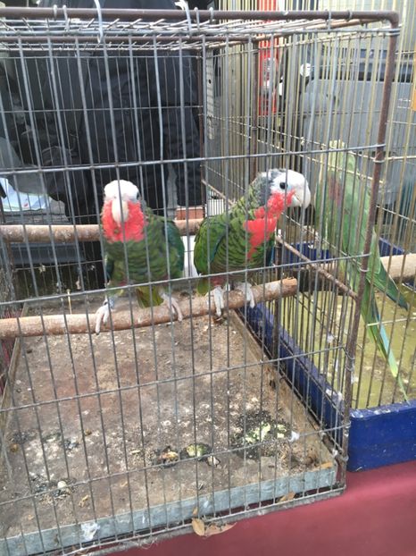 DD668B74-9036-4004-952F-6EECAB64E3AE - Poze Targuri si Expozitii