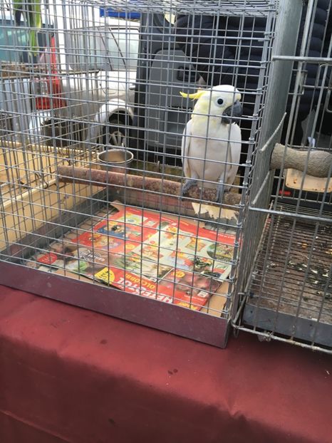 A53BF589-EB65-4A30-A6DD-E31269A0E1F7 - Poze Targuri si Expozitii