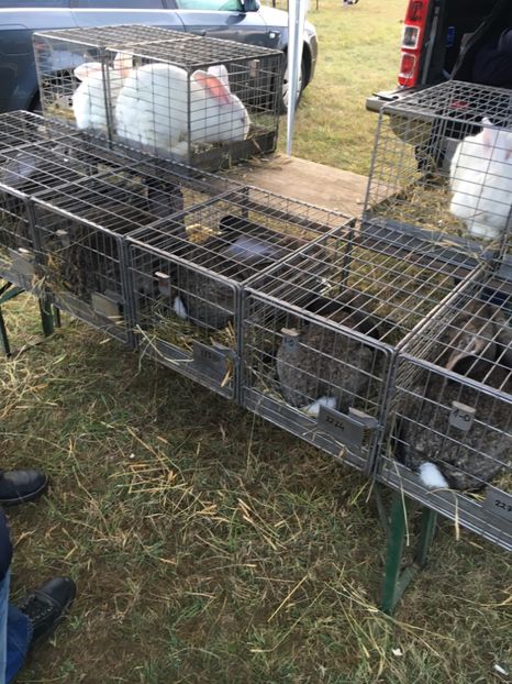 83CAAA36-1E22-4A48-ABB2-E3DAD4CCA049 - Poze Targuri si Expozitii