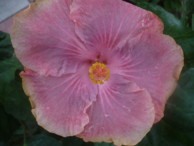 29.09.2020 - HIBISCUSI 2020-4