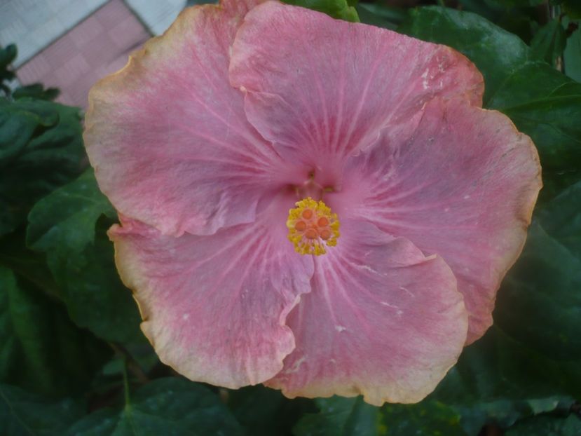 P1460709 - HIBISCUSI 2020-4