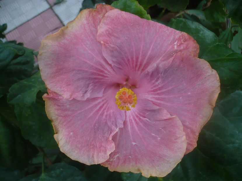 P1460710 - HIBISCUSI 2020-4