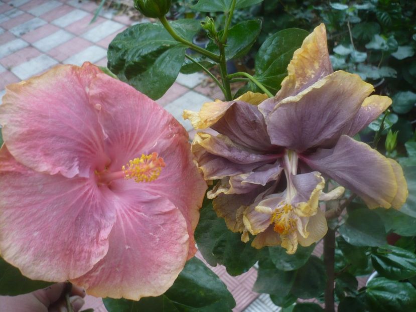 P1460711 - HIBISCUSI 2020-4