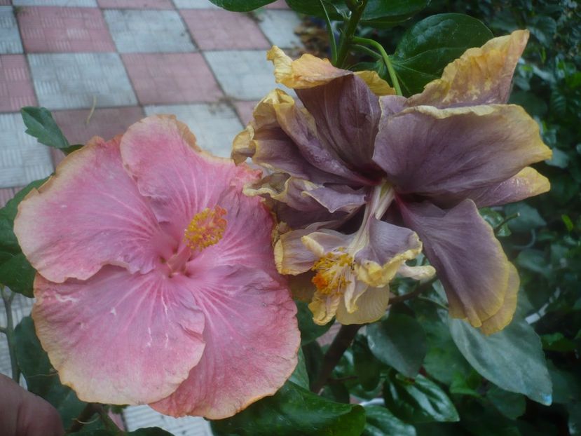 P1460712 - HIBISCUSI 2020-4