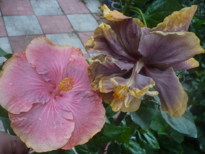 P1460713 - HIBISCUSI 2020-4