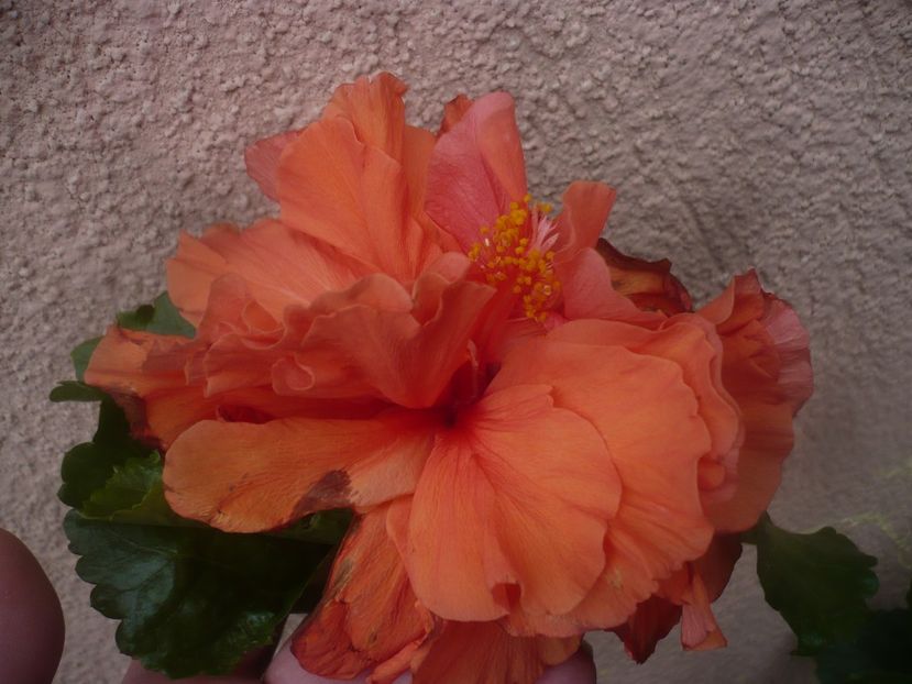 P1460714 - HIBISCUSI 2020-4