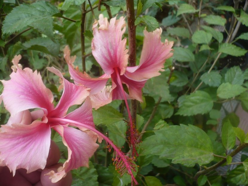 P1460719 - HIBISCUSI 2020-4