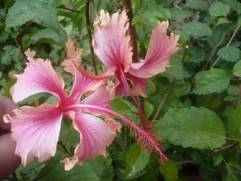 P1460720 - HIBISCUSI 2020-4