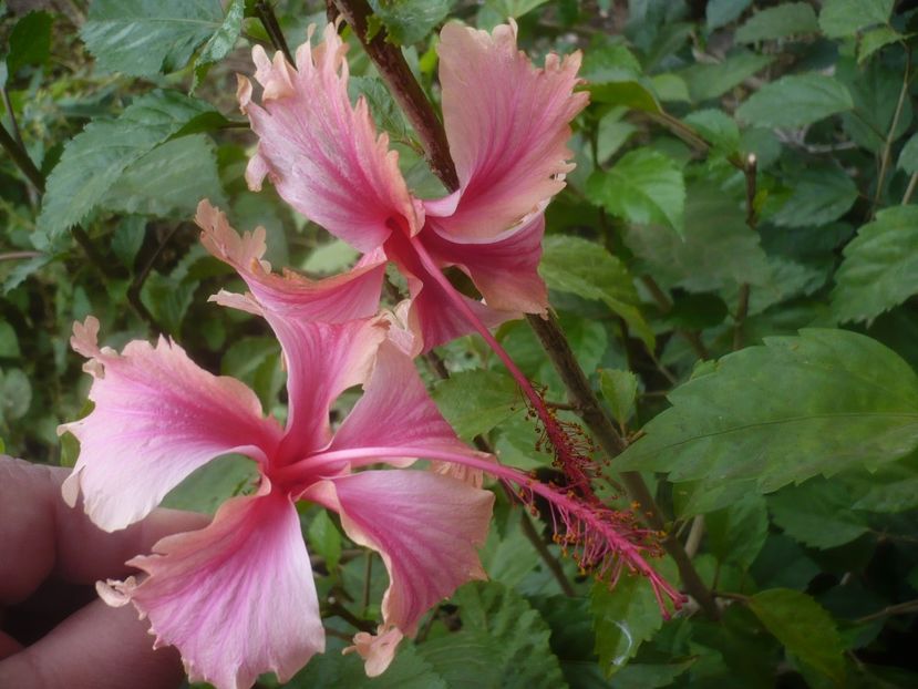 P1460721 - HIBISCUSI 2020-4