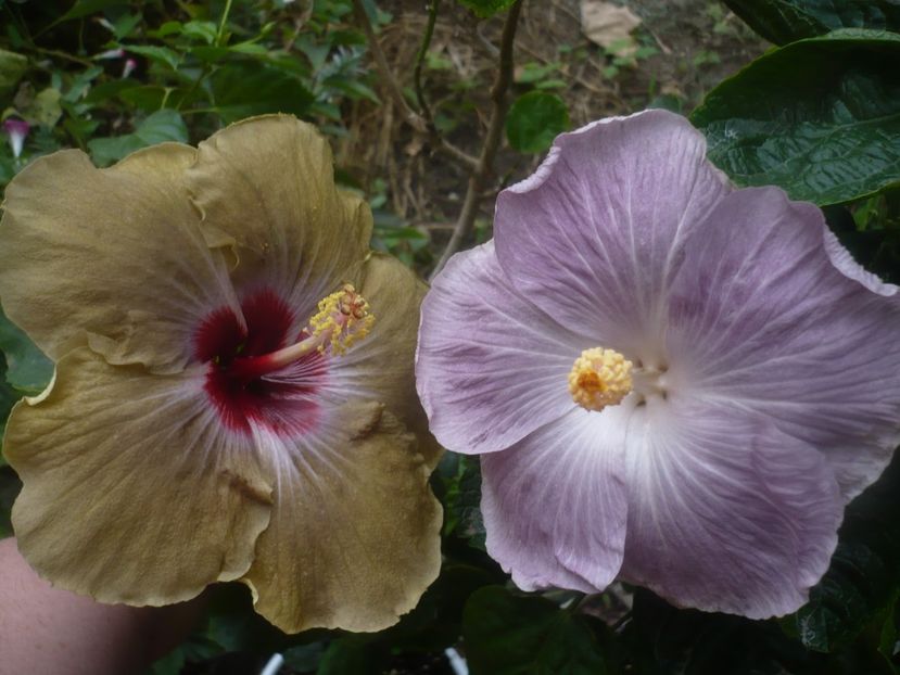 P1460724 - HIBISCUSI 2020-4