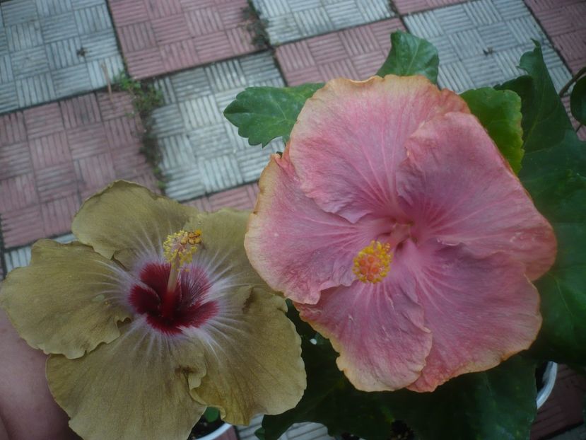 P1460725 - HIBISCUSI 2020-4