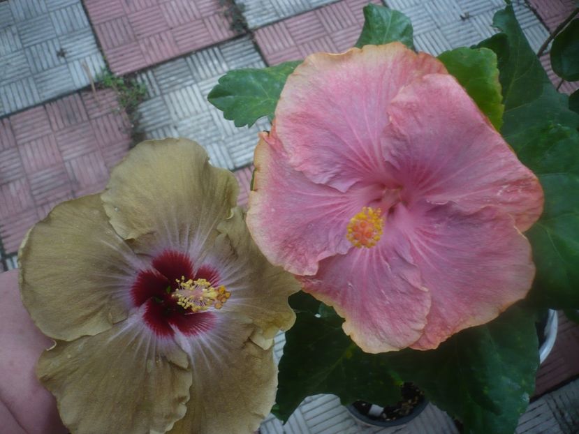 P1460726 - HIBISCUSI 2020-4