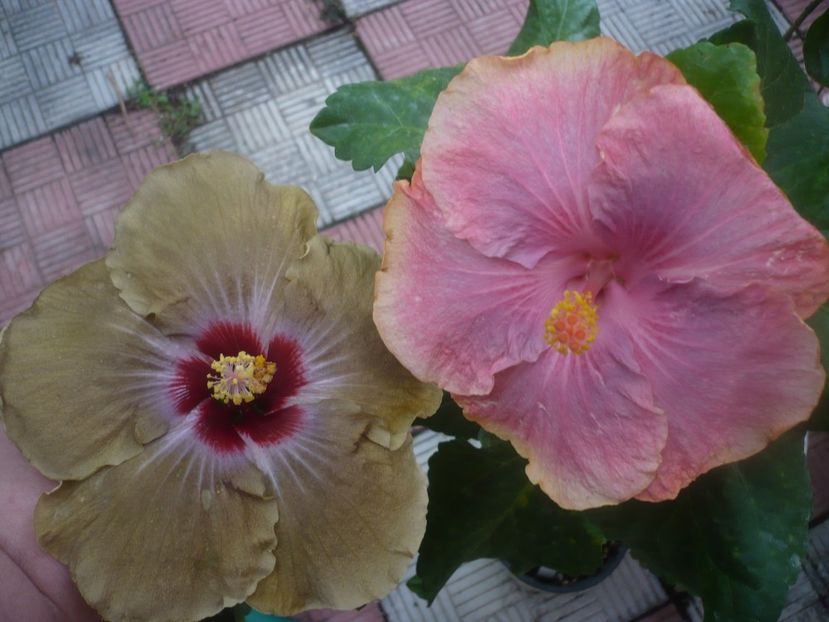 P1460727 - HIBISCUSI 2020-4