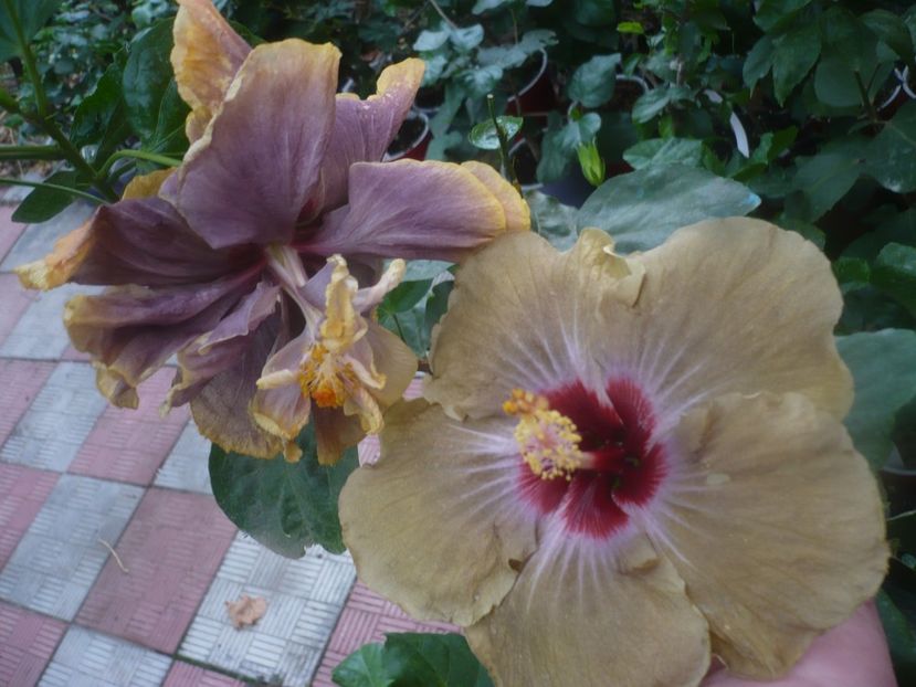 P1460728 - HIBISCUSI 2020-4