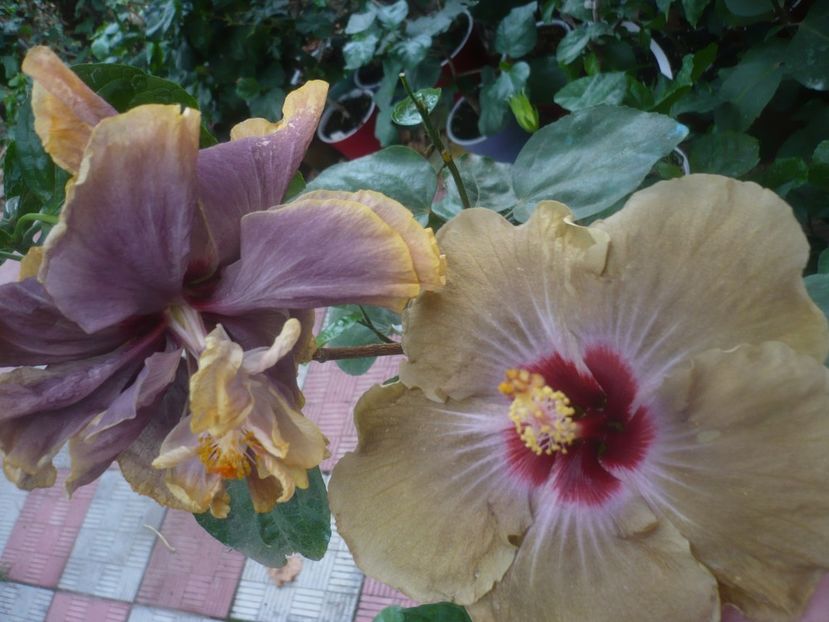P1460729 - HIBISCUSI 2020-4
