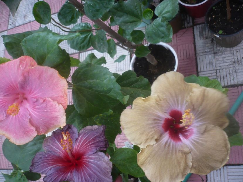 P1460730 - HIBISCUSI 2020-4