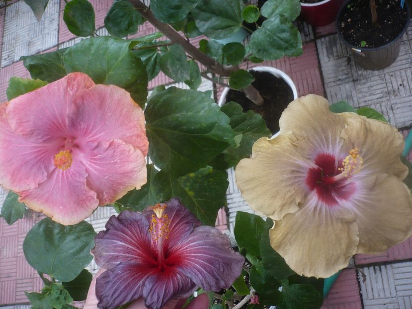 P1460731 - HIBISCUSI 2020-4