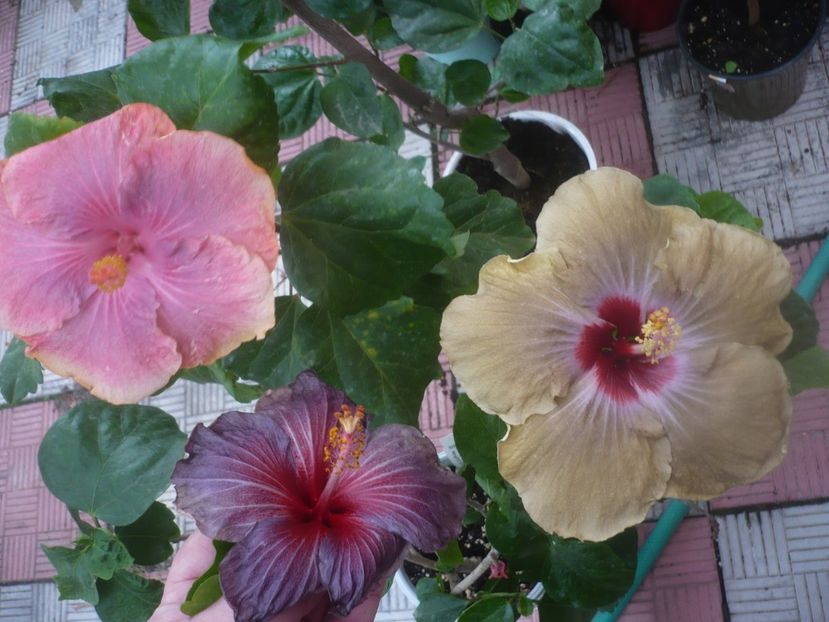 P1460732 - HIBISCUSI 2020-4