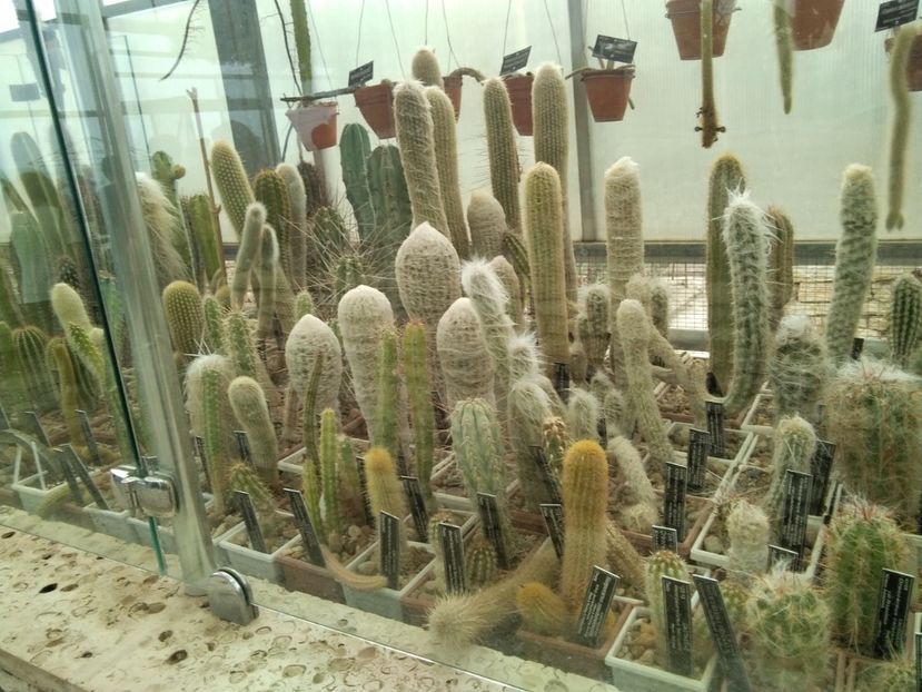  - Balcik 26 septembrie 2020