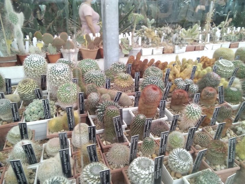  - Balcik 26 septembrie 2020