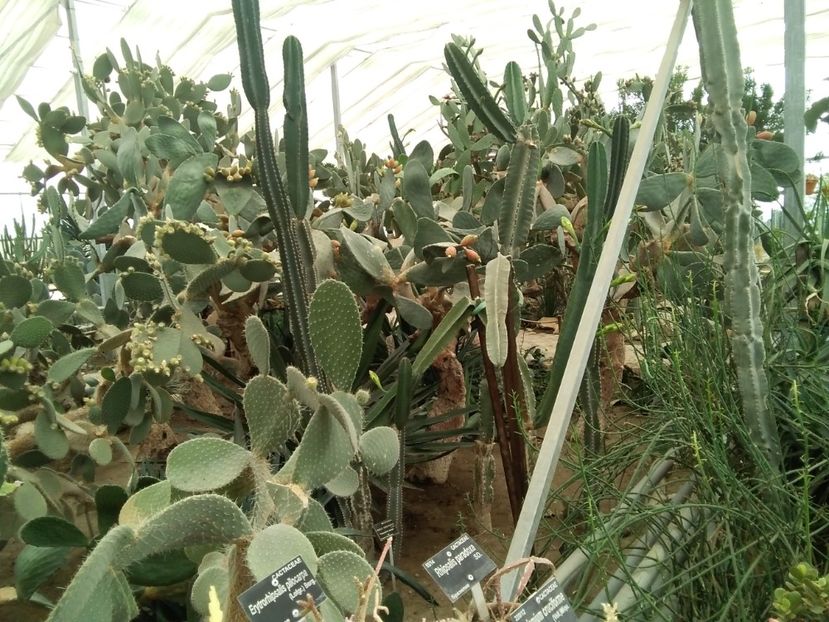  - Balcik 26 septembrie 2020